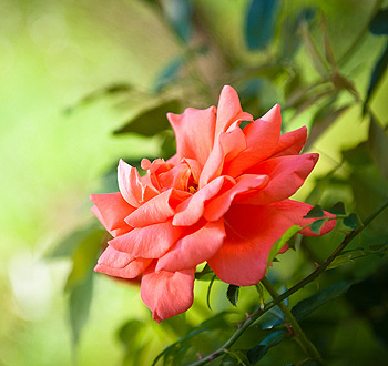 免费短信云呼轰炸