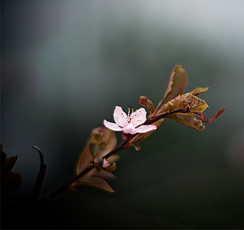 短信轰在线网页版入口