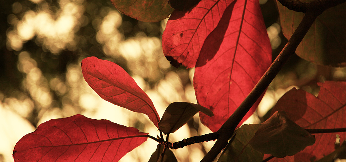 在线短信轰炸测试